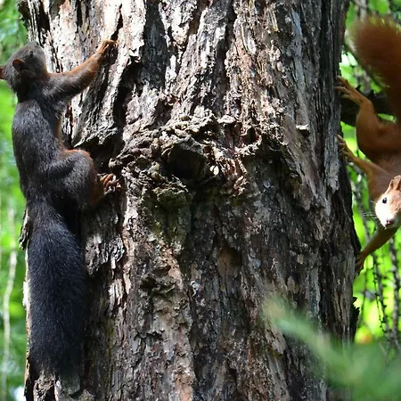 Apartment Chasa Val Bella