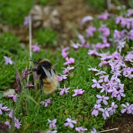 Chasa Val Bella Lejlighed Samnaun