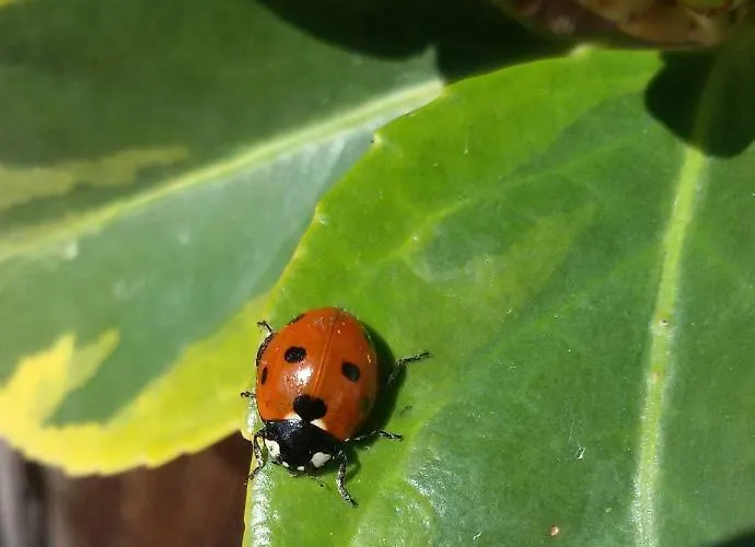 Chasa Val Bella * Samnaun