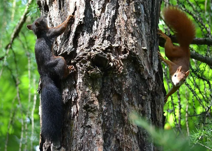 Daire Chasa Val Bella